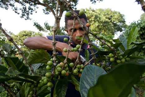 Premium coffee beans