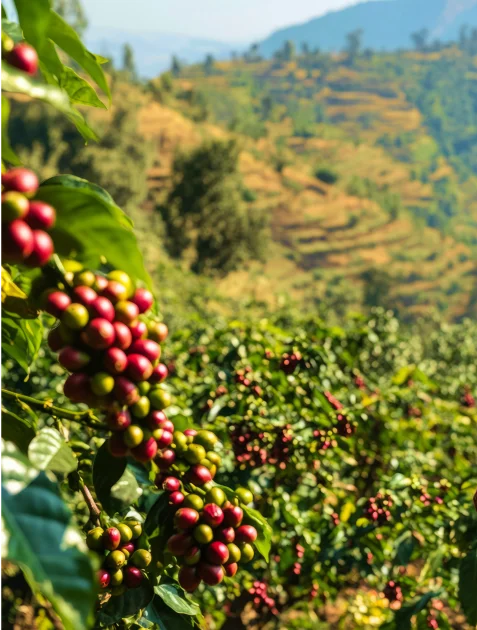 Coffee roasting process